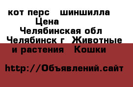 кот перс - шиншилла. › Цена ­ 6 799 - Челябинская обл., Челябинск г. Животные и растения » Кошки   